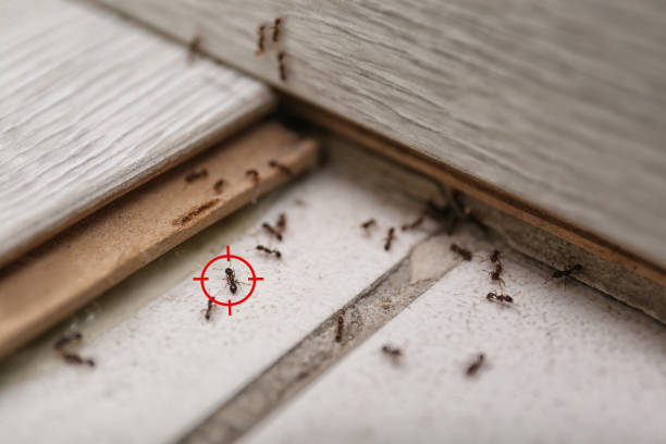 Best Exterminator Services  in Indian Shores, FL