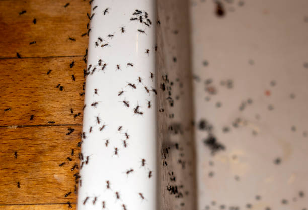 Best Pest Prevention Services  in Indian Shores, FL