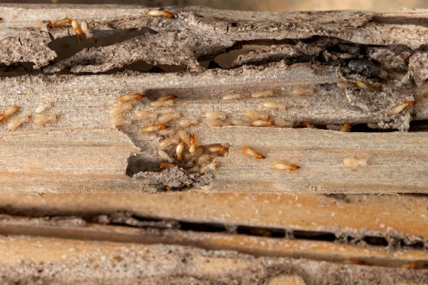 Indian Shores, FL Pest Control Company
