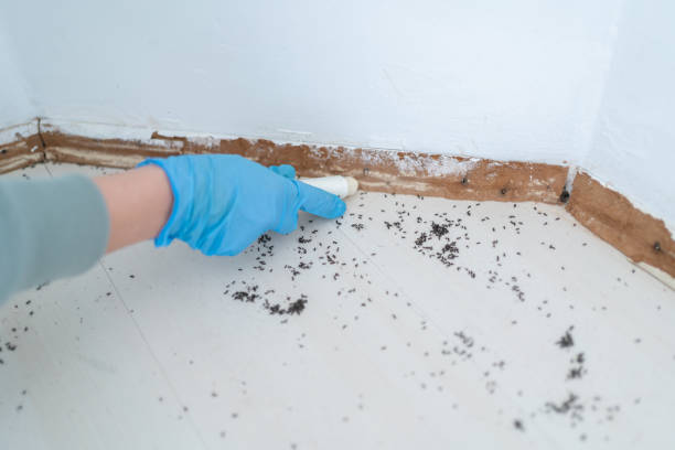 Best Flea Control Services  in Indian Shores, FL