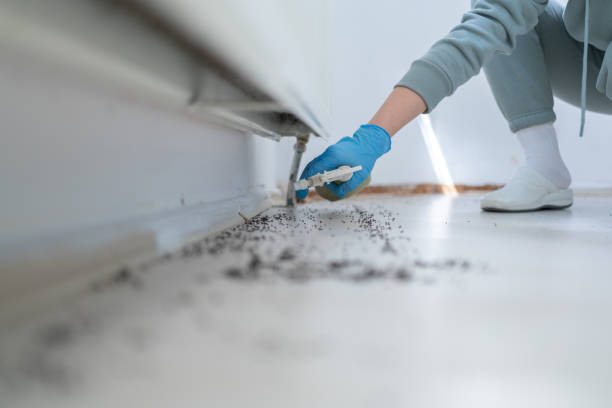 Best Wasp Removal Services  in Indian Shores, FL